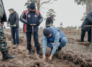 В Семее высажено более 23 тысяч саженцев сосны  