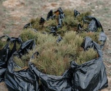 В Семее высажено более 23 тысяч саженцев сосны  
